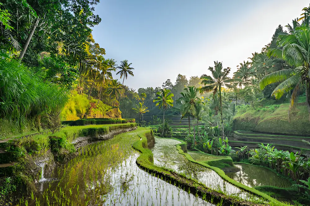 steptodown.com136635